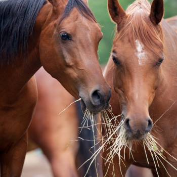 horses eating hay