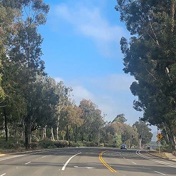 Trees along Espola Road