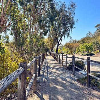 camino del norte trees