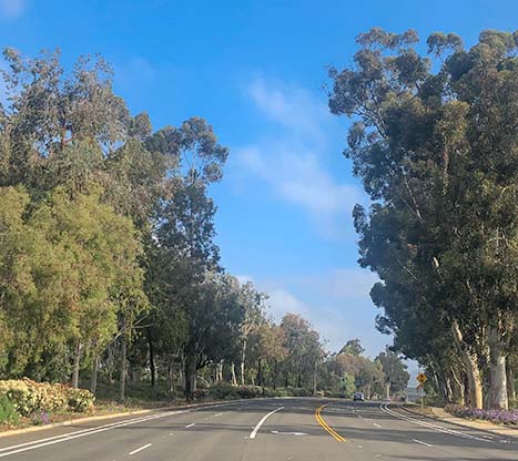 Trees along Espola Road