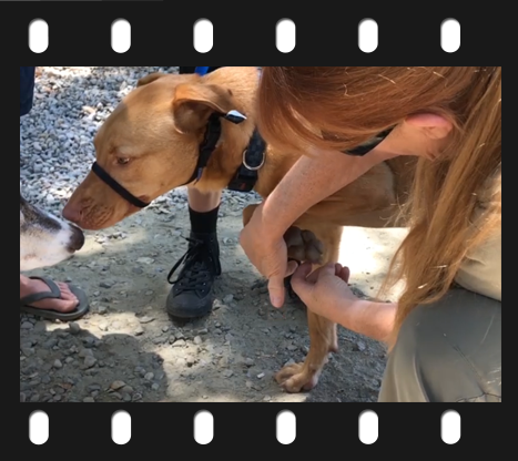hiking with dogs video